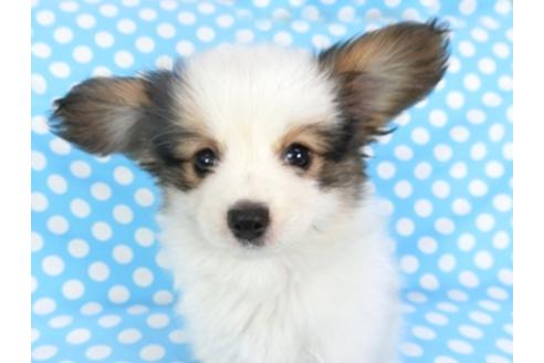 成約済の千葉県のパピヨン-101653の4枚目